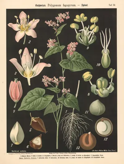 Pohanka. Polygonum fagopyrum, Walter Müller