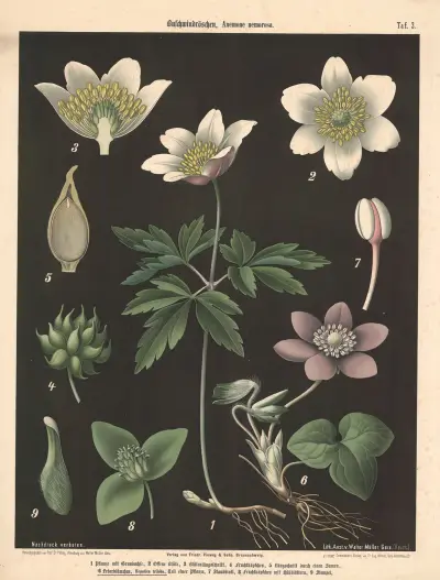 Sasanka hajní, Anemone nemorosa, Walter Müller