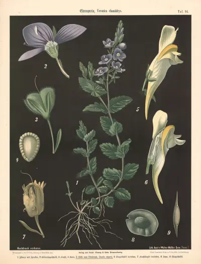 Rozrazil, Veronica chamaedrys, Walter Müller