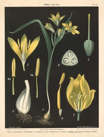 Gullstjärna, Gagea lutea, Walter Müller