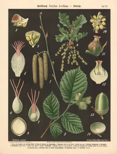 Líska obecná. Corylus avellana, Walter Müller