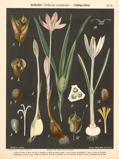 Ocún jesenní. Colchicum autumnale, Walter Müller