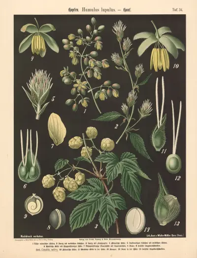 Chmel. Humulus lupulus, Walter Müller