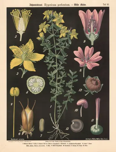 Třezalka tečkovaná. Hypericum perforatum., Walter Müller
