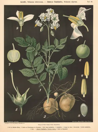 Brambory, Solanum tuberosum. – Lilek černý, Solanum nigrum, Walter Müller