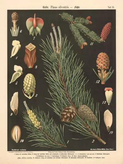 Borovice lesní (Pinus silvestris), Walter Müller