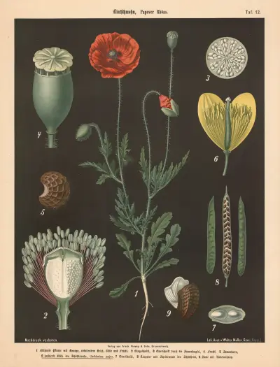Kornvallmo, Papaver rhoeas, Walter Müller