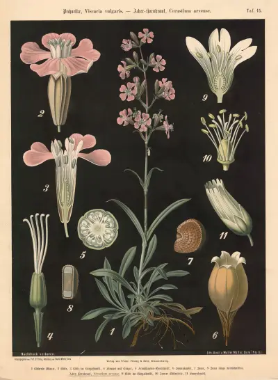 Kohoutek obecný, Viscaria vulgaris – Rožec rolní, Cerastium arvense, Walter Müller