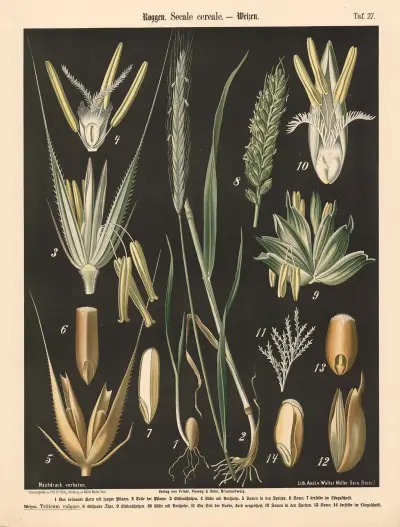 Žito. Secale cereale, Walter Müller