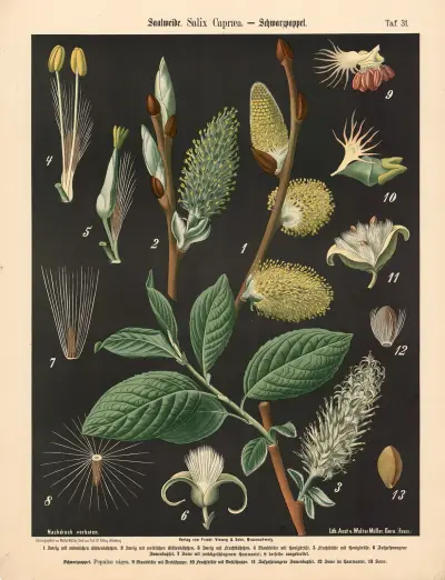 Vrba jíva. Salix Capræa, Walter Müller