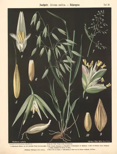 Oves setý. Avena sativa. – Lipnicovité, Walter Müller