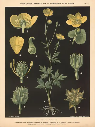 Ostrokrepka, Ranunculus acer. – Blatouch bahenní, Caltha palustris, Walter Müller