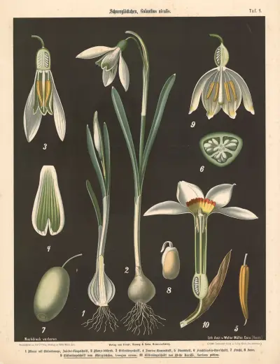 Sněženky, Galanthus nivalis, Walter Müller