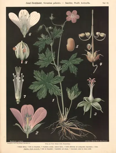 Kakost bahenní, Geranium palustre – Šťavel kyselý, Oxalis acetosella, Walter Müller