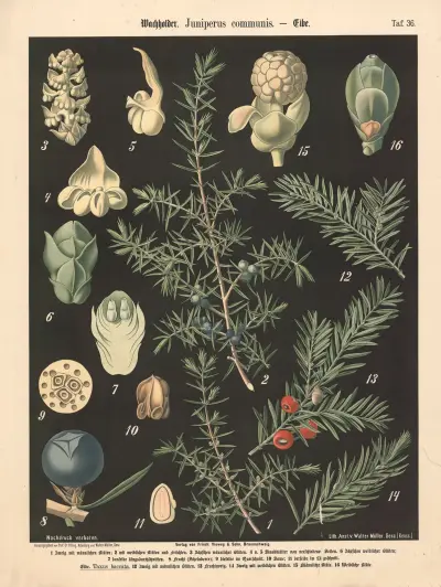 Jalovec obecný (Juniperus communis), Walter Müller