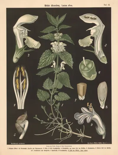 Vitplister, Lamium album, Walter Müller