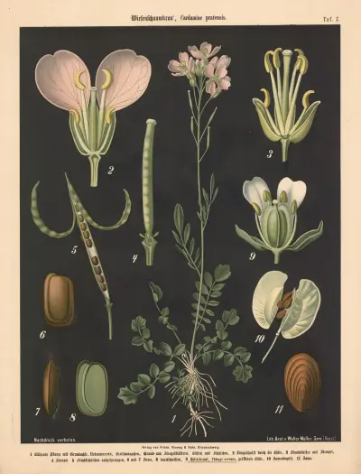 Ďáblík bahenní, Cardamine pratensis, Walter Müller