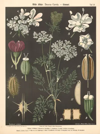 Mrkev obecná (Wilde Möhre, Daucus carota), Walter Müller