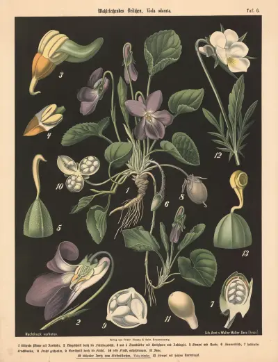 Vonná fialka, Viola odorata, Walter Müller