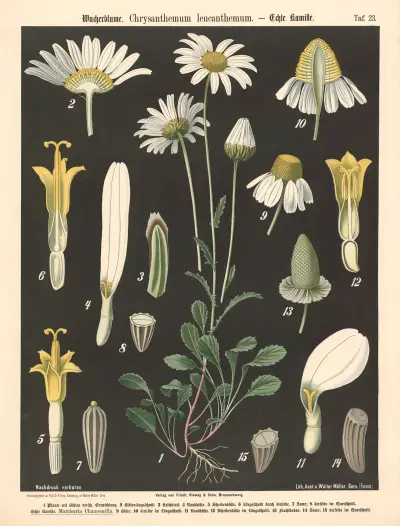Vrbovka (Chrysanthemum leucanthemum), Walter Müller