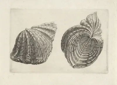 Bear paw clam (Hippopus maculatus) av Wenceslaus Hollar