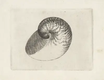 Chambered nautilus (Nautilus pompilius) av Wenceslaus Hollar