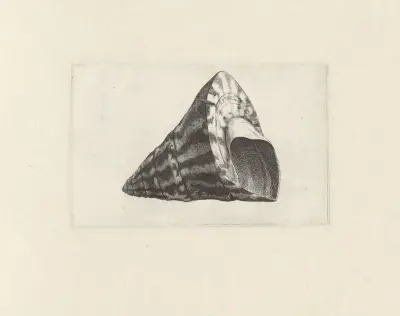Commercial top-shell (Trochus niloticus) av Wenceslaus Hollar