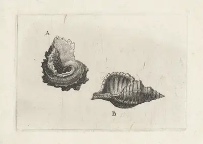 Common delphinula (Angaria delphinus) (A) and hairy triton (Cymatium pileare) (B) av Wenceslaus Hollar