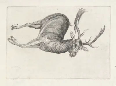 Dead fallow buck lying on its left side, with head to right av Wenceslaus Hollar