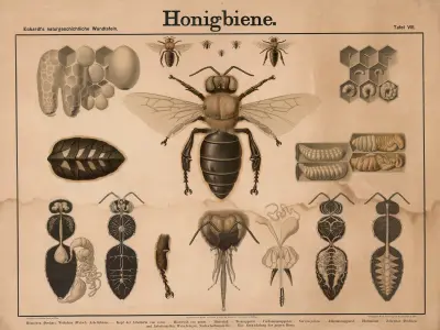 Honigbiene av Wilhelm Bauer