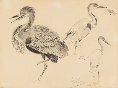 Ostafrikanischer Riesenreiher av Wilhelm Kuhnert