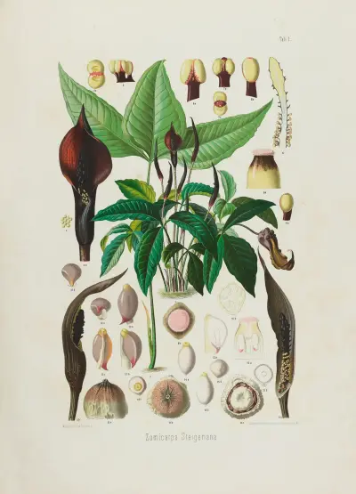 Aroideae Maximilianae Tabl. 01, Heinrich Wilhelm Schott