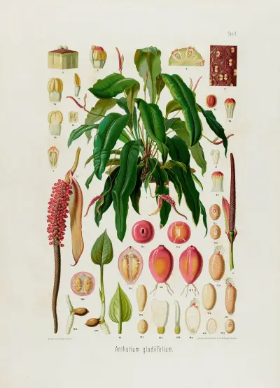 Aroideae Maximilianae Pl.09, Heinrich Wilhelm Schott