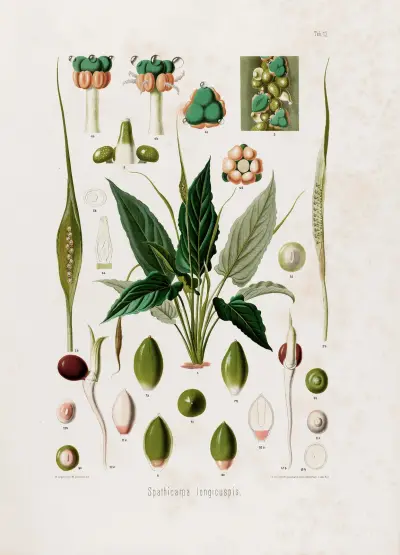 Aroideae Maximilianae Pl. 12, Heinrich Wilhelm Schott
