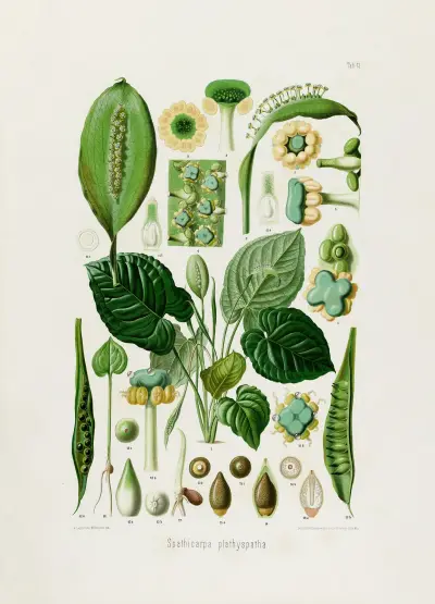 Aroideae Maximilianae Pl. 13, Heinrich Wilhelm Schott