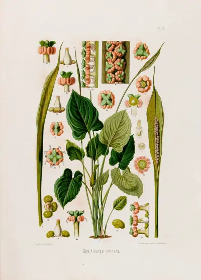 Aroideae Maximilianae Pl.15, Heinrich Wilhelm Schott