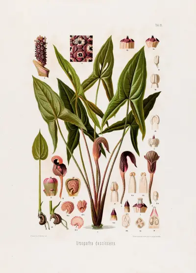 Aroideae Maximilianae Pl.16, Heinrich Wilhelm Schott