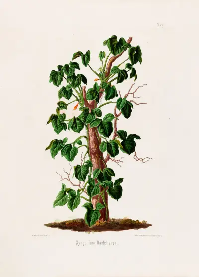 Aroideae Maximilianae Pl.17, Heinrich Wilhelm Schott