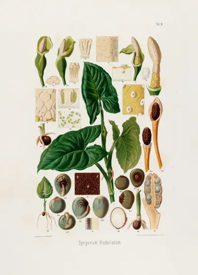 Aroideae Maximilianae Pl.18, Heinrich Wilhelm Schott