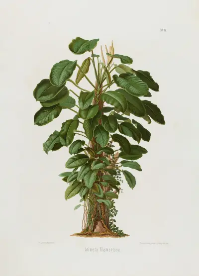 Aroideae Maximilianae Pl.19, Heinrich Wilhelm Schott