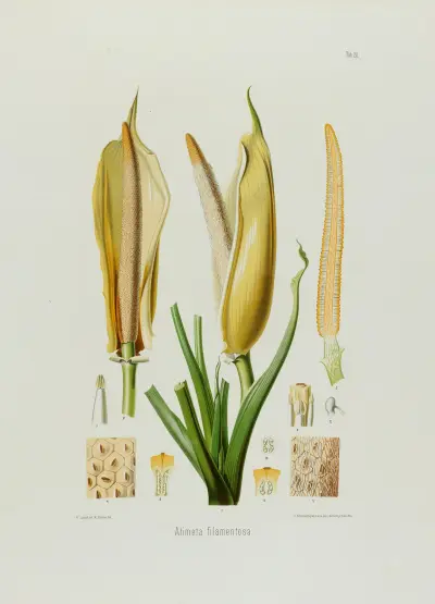 Aroideae Maximilianae Tablica 20, Heinrich Wilhelm Schott