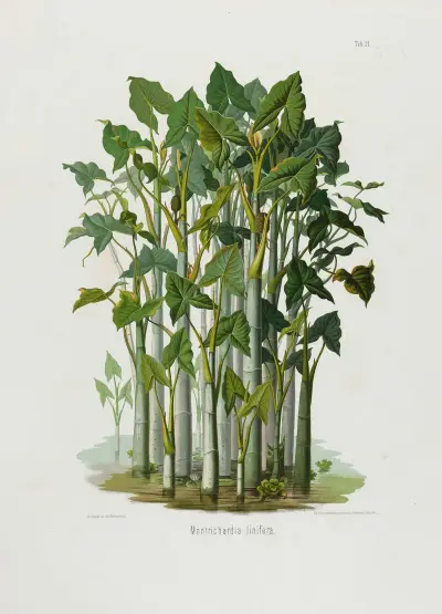 Aroideae Maximilianae Tabl. 21, Heinrich Wilhelm Schott