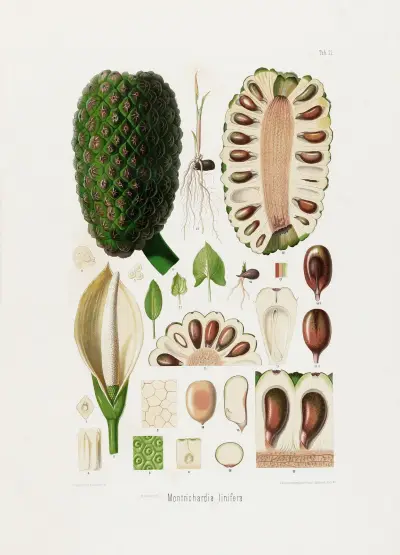 Aroideae Maximilianae Tabl. 22, Heinrich Wilhelm Schott