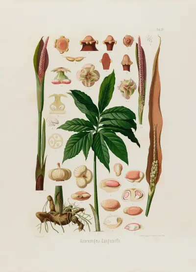 Aroideae Maximilianae Pl. 23, Heinrich Wilhelm Schott