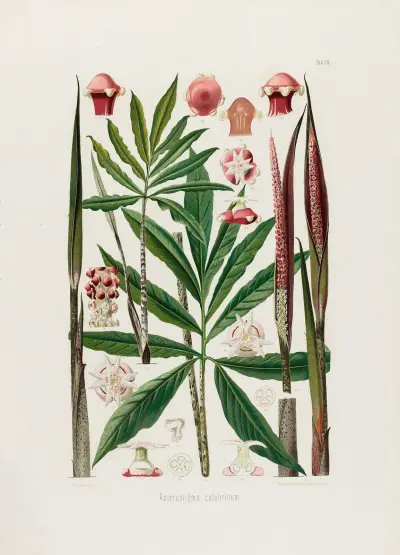 Aroideae Maximilianae Pl. 24, Heinrich Wilhelm Schott