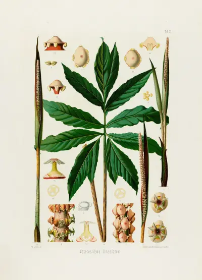 Aroideae Maximilianae Pl. 25, Heinrich Wilhelm Schott