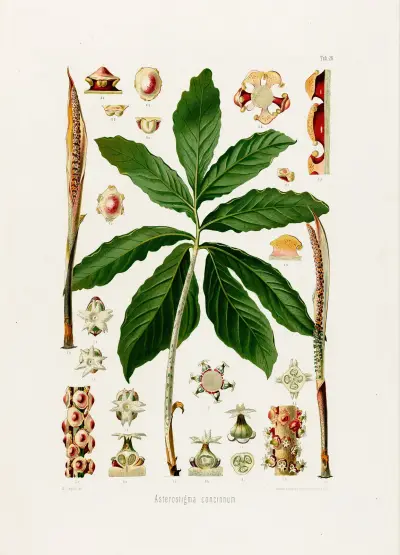Aroideae Maximilianae Pl. 26, Heinrich Wilhelm Schott
