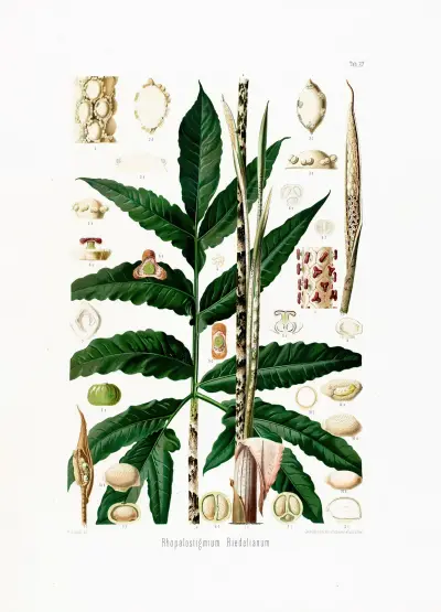 Aroideae Maximilianae Pl.27, Heinrich Wilhelm Schott