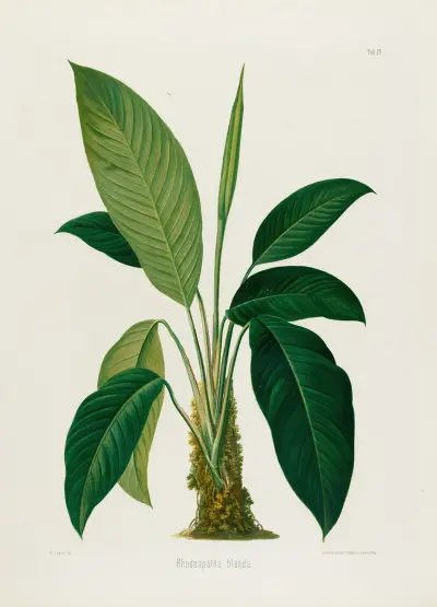 Aroideae Maximilianae Pl.29, Heinrich Wilhelm Schott