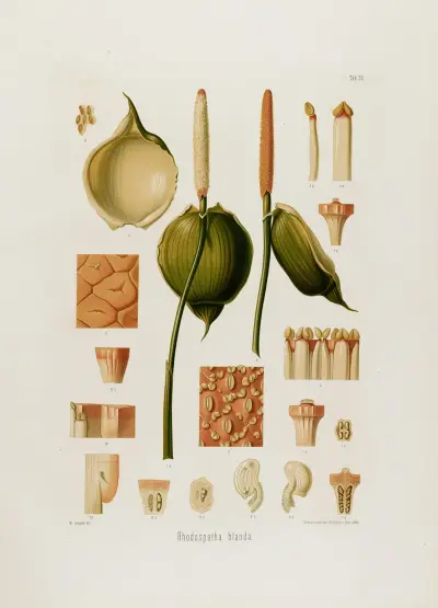 Aroideae Maximilianae Tabl. 30, Heinrich Wilhelm Schott